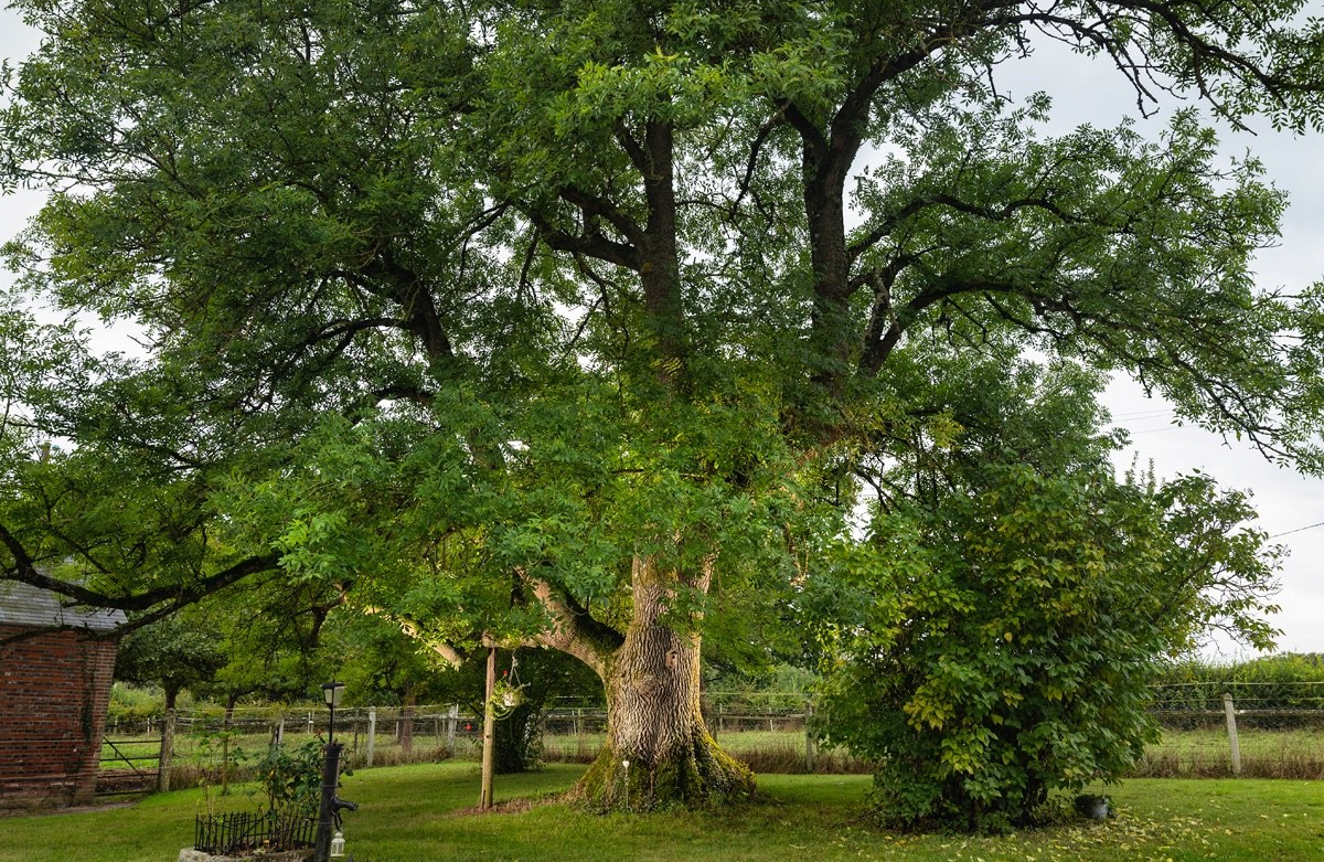 L'arbre de l'année