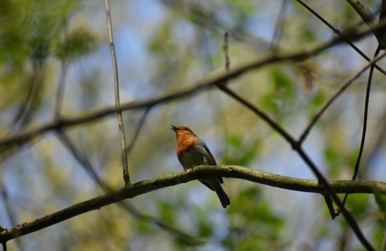 Copie de Copie de Sans titre - 1