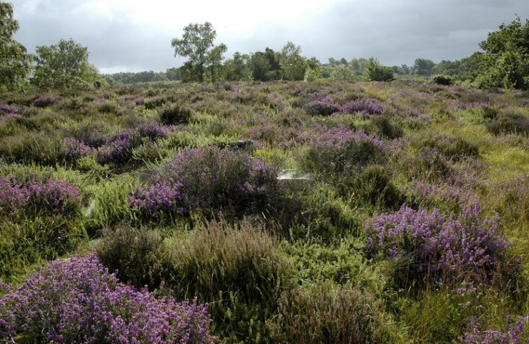 vaudobin.paysage_D.COMMENCHAL