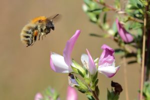 Bourdon_Bombus_Coteau de la Butte_C.AUBERT (3)