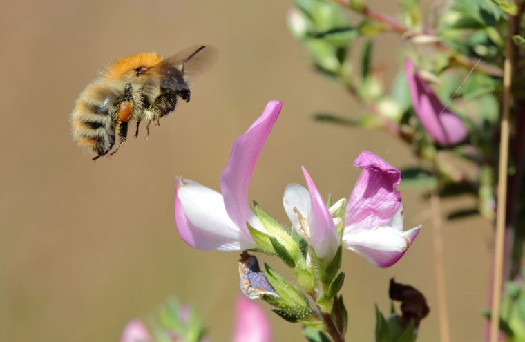 Bourdon_Bombus_Coteau de la Butte_C.AUBERT (3)