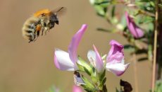 Bourdon_Bombus_Coteau de la Butte_C.AUBERT (3)