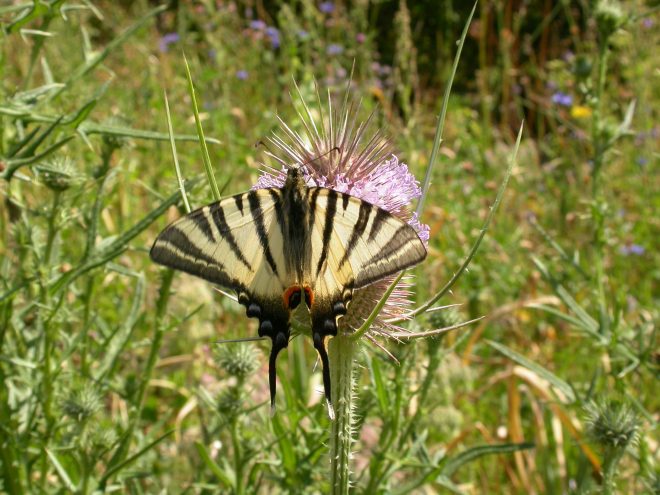 Iphiclides_podalirius (1)