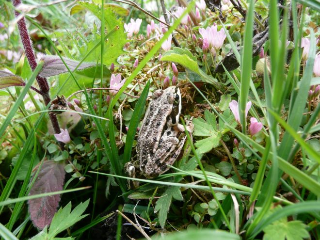 Grenouille_Sainte Eugénie