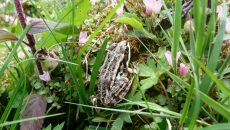 Grenouille_Sainte Eugénie
